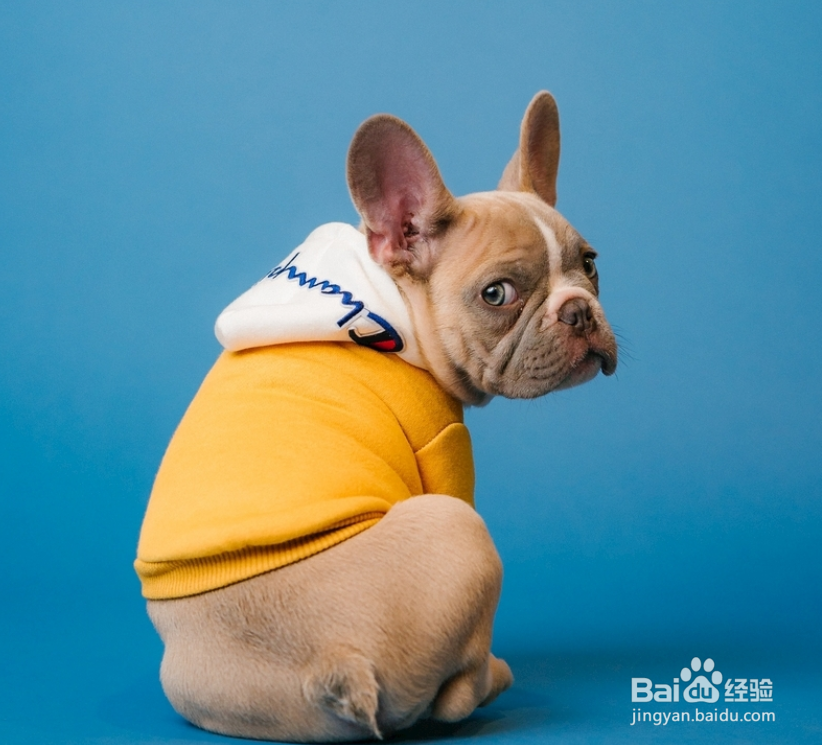 训练狗的方法和技巧