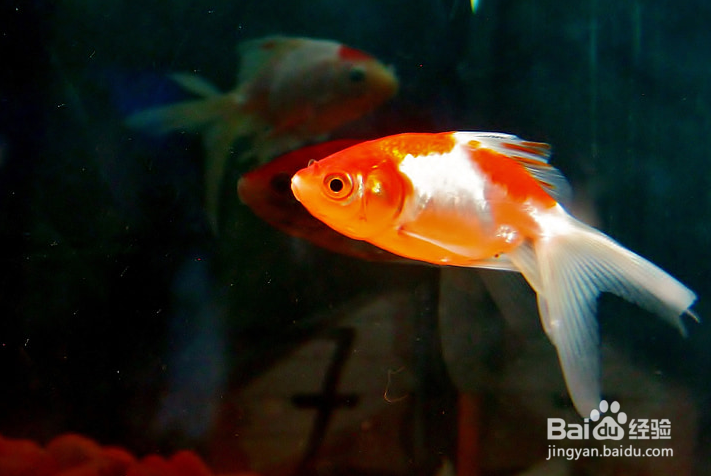 冬天鱼缸换水的正确方法