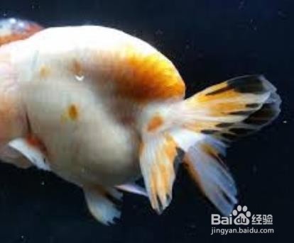 鱼烂尾怎么引起的