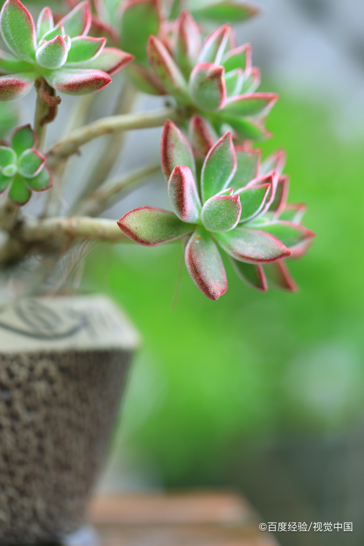 锦晃星开花怎么处理图片