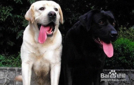 拉布拉多幼犬如何训练?