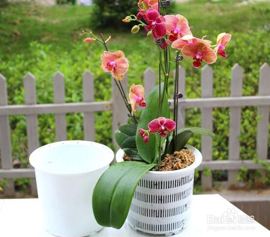 水苔养蝴蝶兰的方法