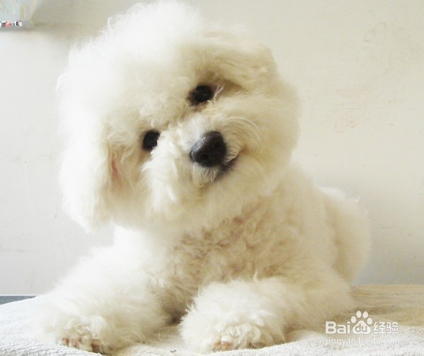 比熊犬的饲喂注意事项
