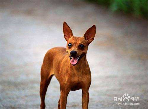 怎么给小鹿犬洗澡