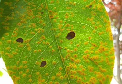 海棠树的树叶上有这种黄色的斑,请问是什么病?怎么治疗