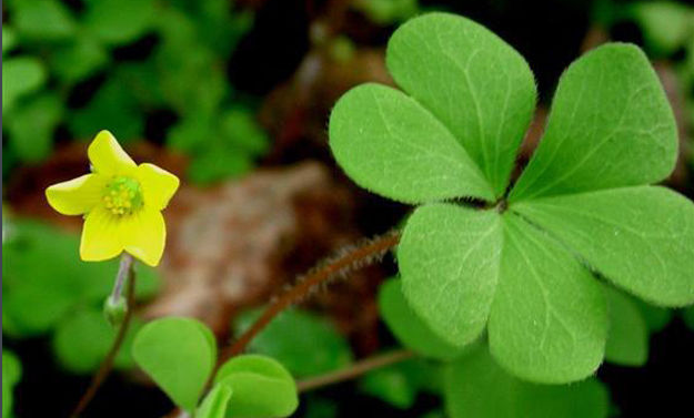 靠弹力传播种子的植物有哪些