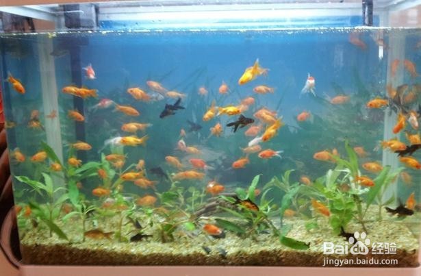鱼缸黄水的解决办法