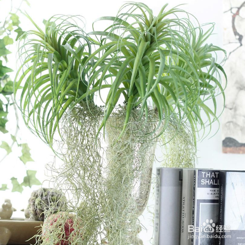 空气凤梨养殖时需要注意什么?