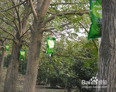 大树营养吊针如何吊