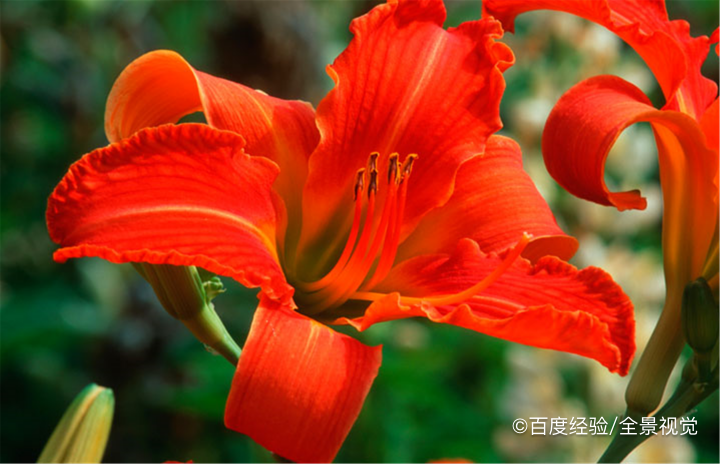 母婴人群能吃黄花菜吗