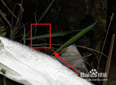 冬天路亚翘嘴怎么玩