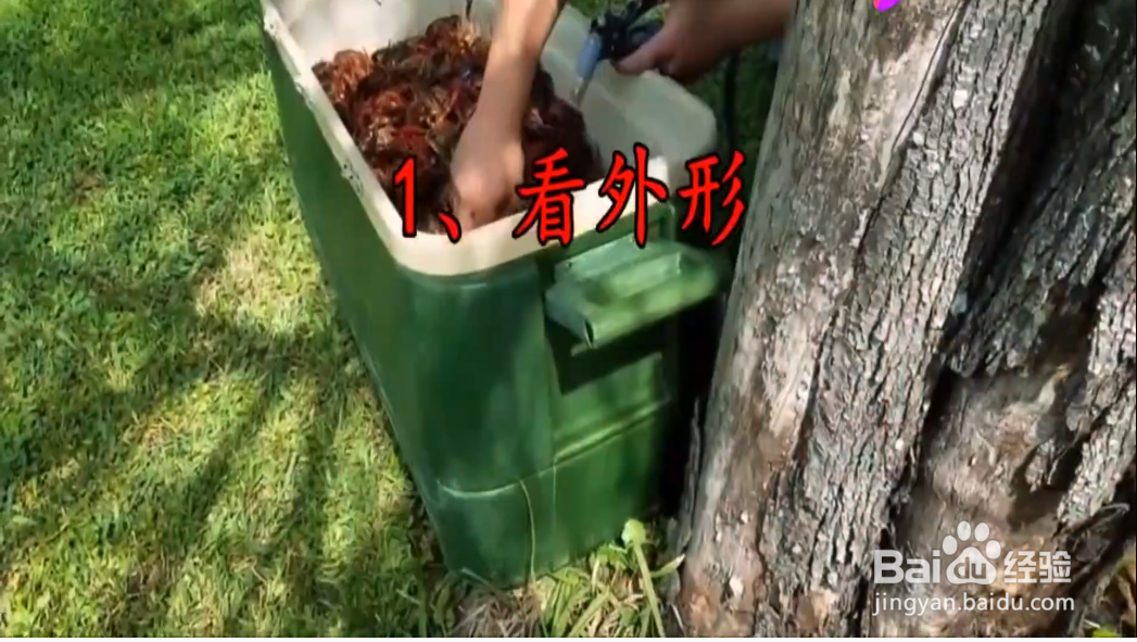 如何进行选购虾？