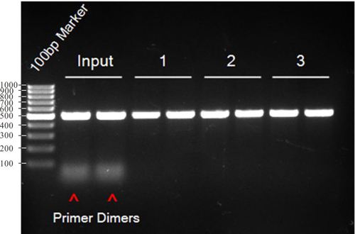 PCR扩增的反应条件