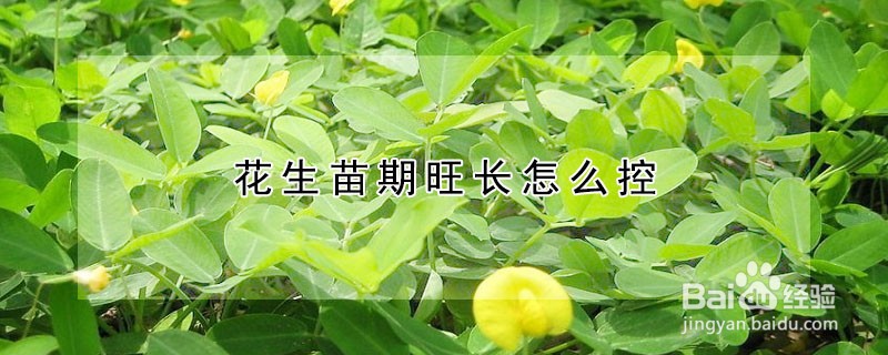 花生苗期旺长怎么办#校园分享#