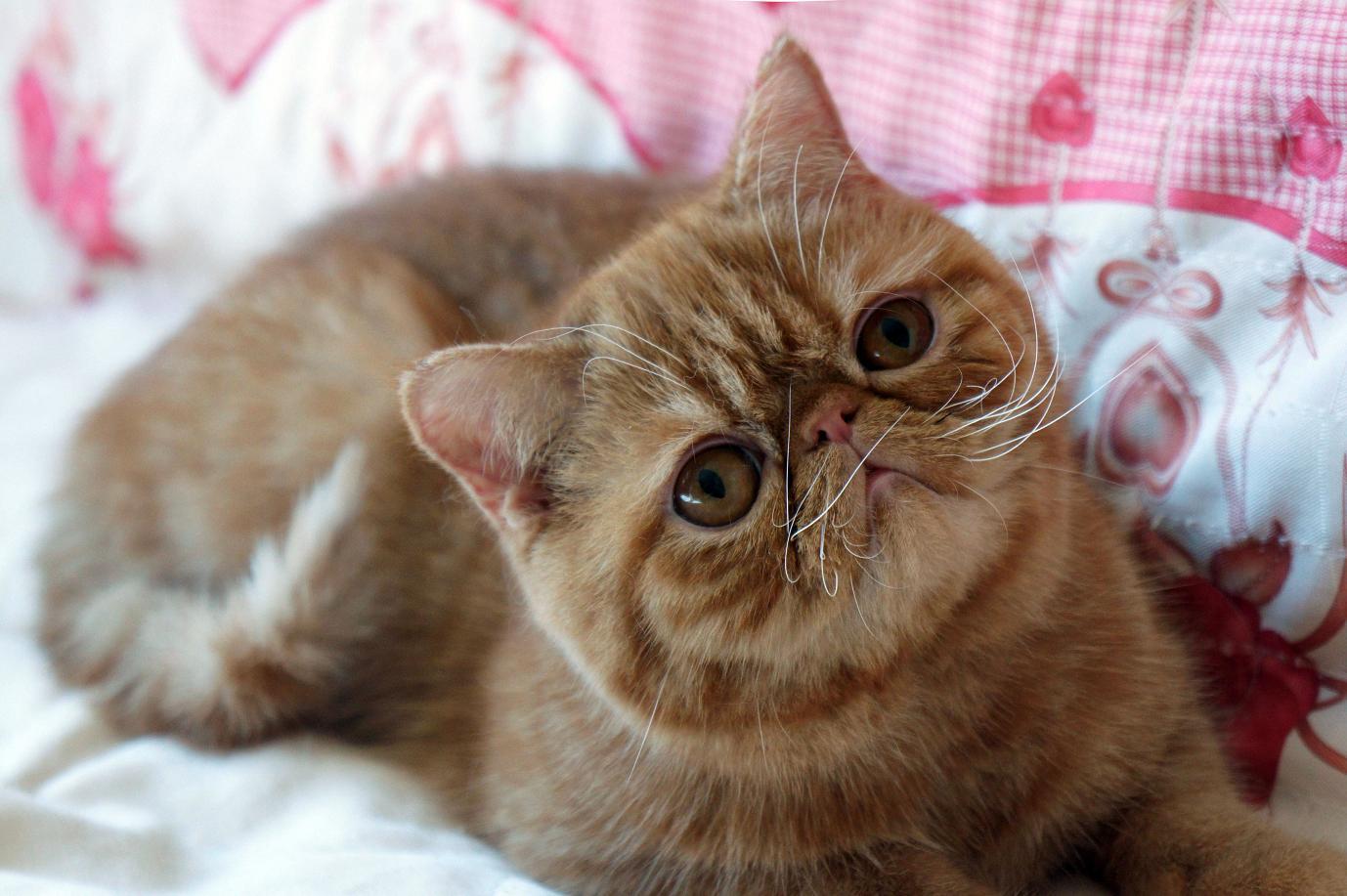 感觉橘猫好可爱啊，一只橘猫大概多少钱就能买到