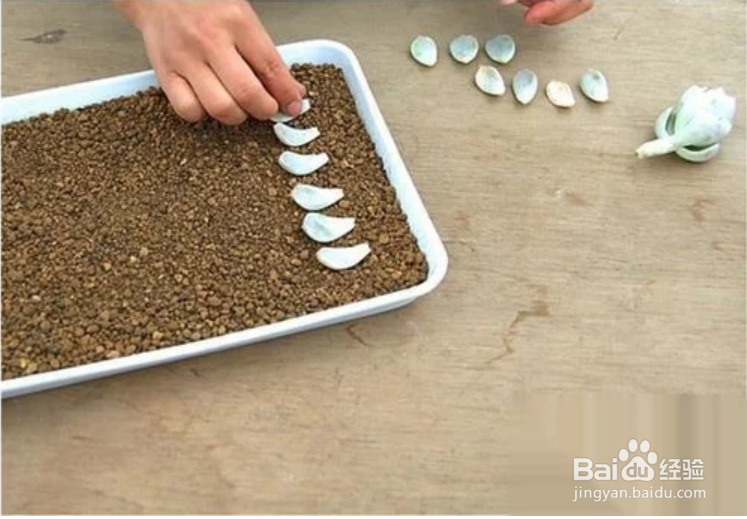 冬天多肉叶片扦插方法