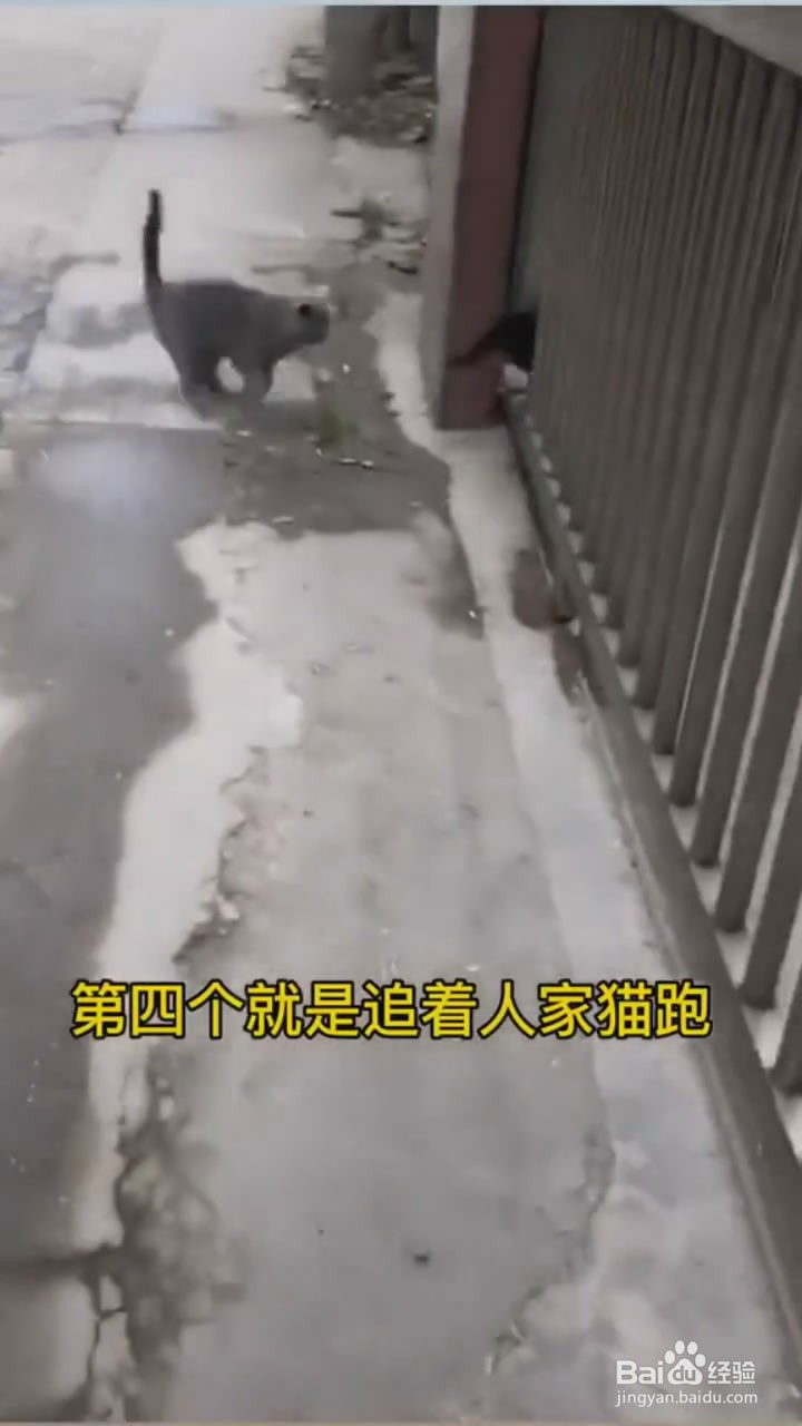 如何判断猫咪是否亲人