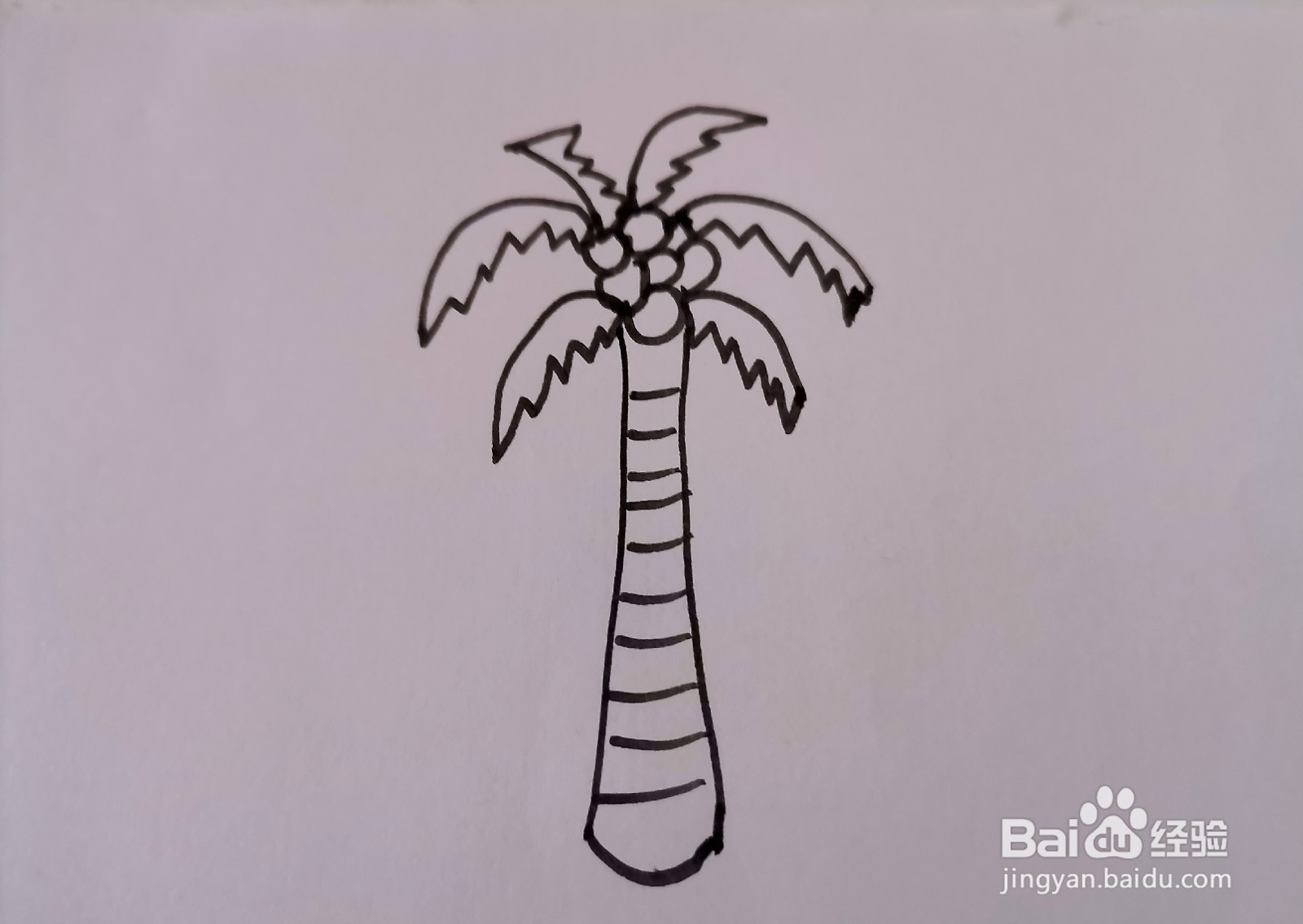 儿童简笔画 一棵椰树