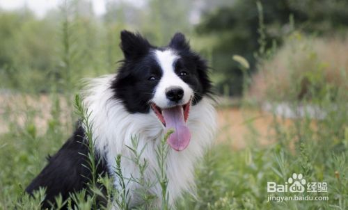 边牧犬好养吗 百度经验