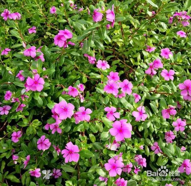 可以自生自长的花，种子掉土里就活