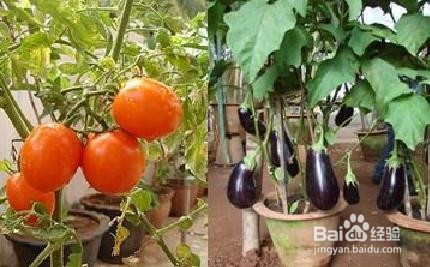 阳台如何种植蔬菜
