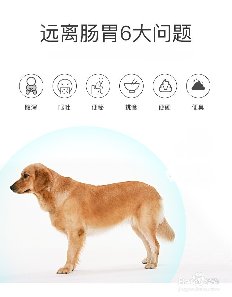 调理狗狗肠胃的四种解决办法