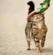 如何快速获得猫咪的好感?