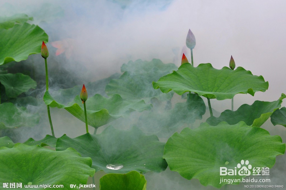 绿色纯天然打败讨厌的痱子