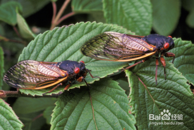怎样有效驱赶蝉-百度经验