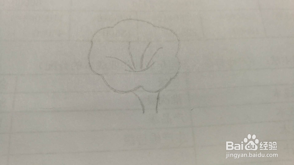 牵牛花——简笔画