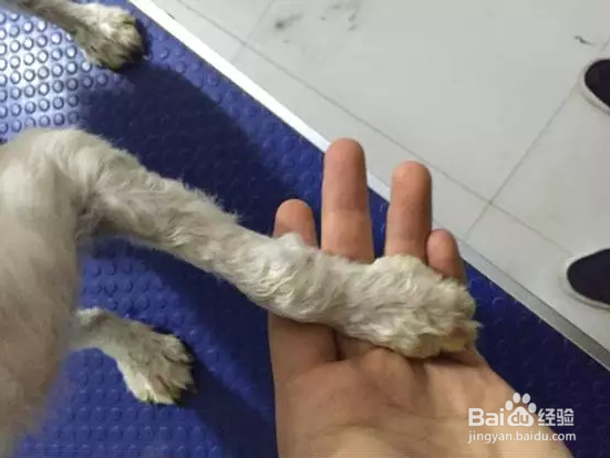 处方犬粮处方狗粮实用病例——皮肤癣菌感染治疗