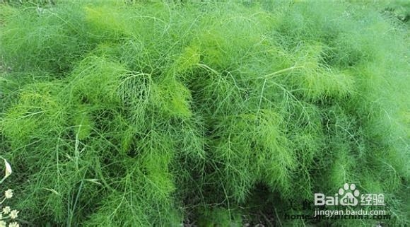 我的养生经验杂谈：[6]各类蔬菜的营养价值