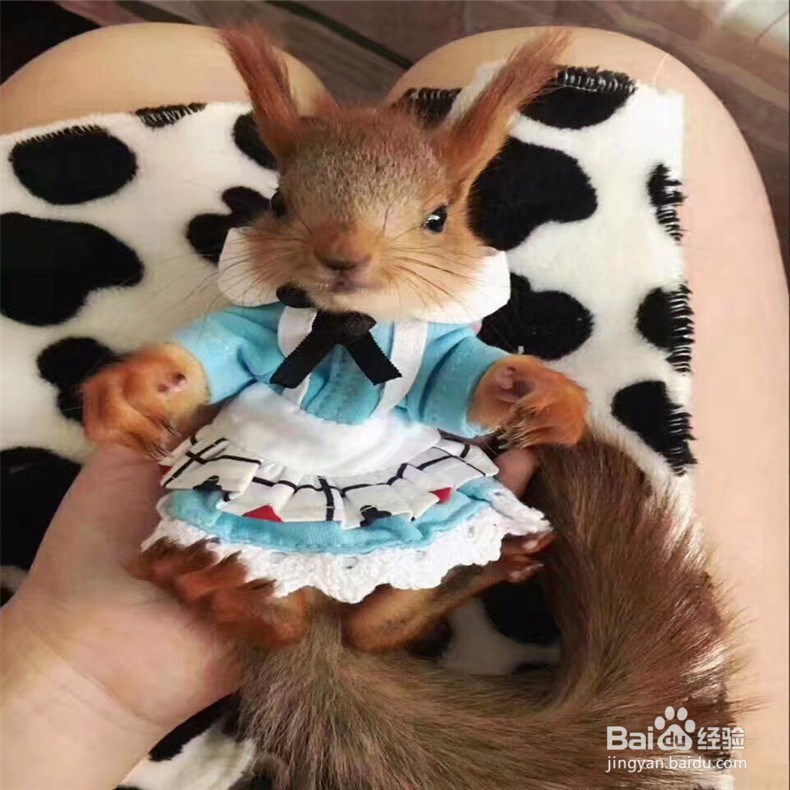 魔王松鼠靠什么认主人