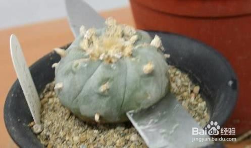 仙人掌嫁接方法