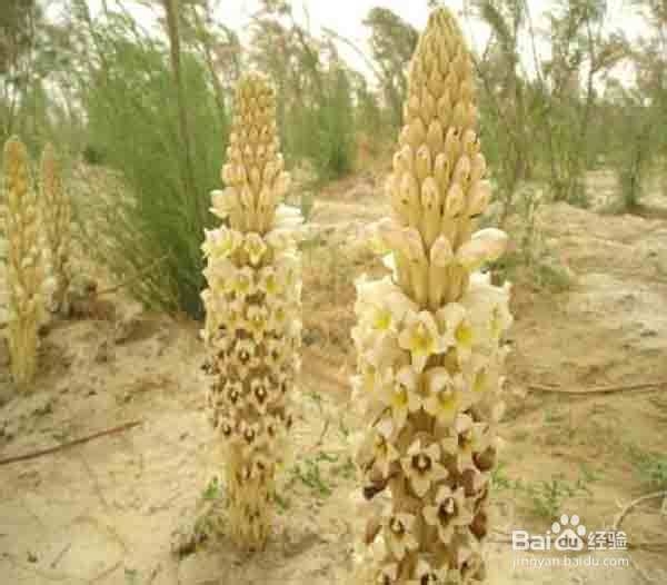 肉苁蓉人工种植技术