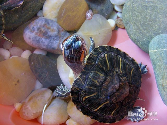 巴西龟散养怎么训练