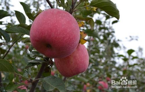 苹果树根腐病的发病类型和发生规律及防治方法
