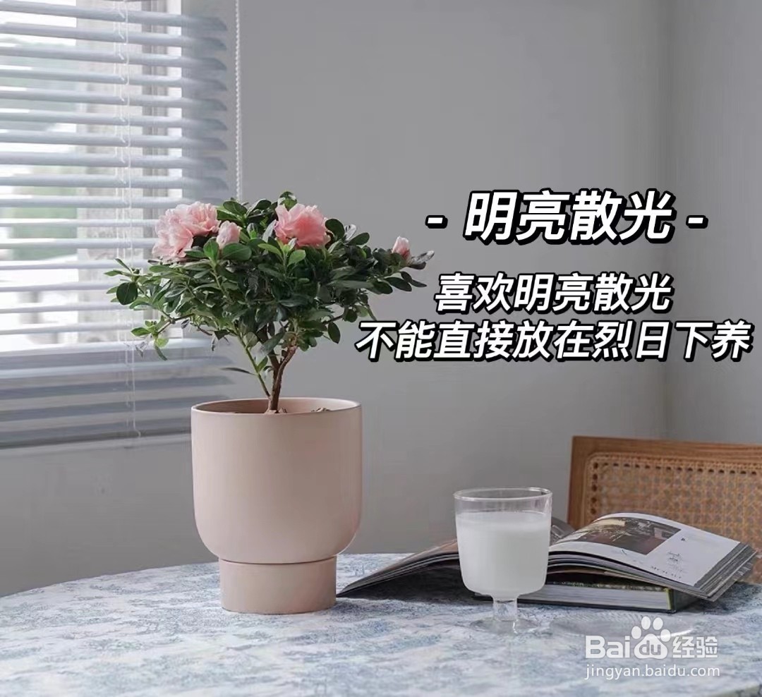 夏天杜鹃花怎么养家庭养法