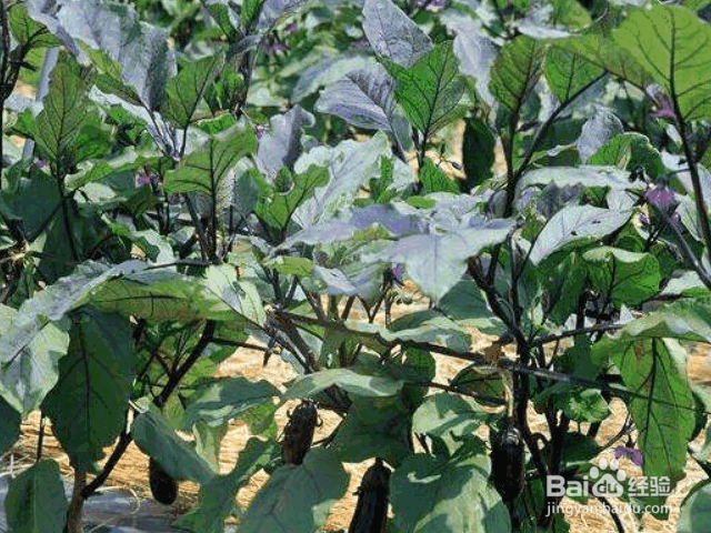 茄子整枝、剪叶、摘叶的方法