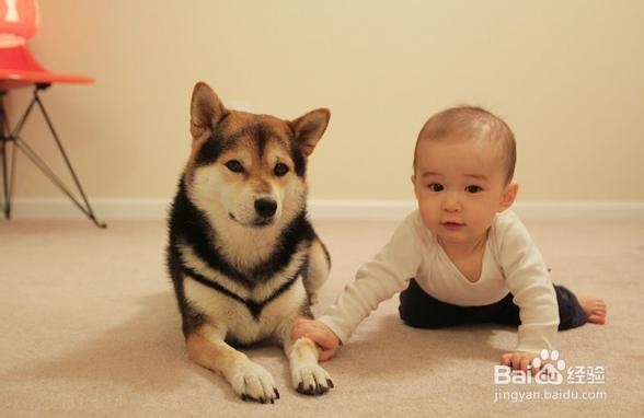 如何区分柴犬与秋田犬