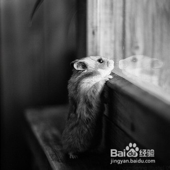 潮湿天气饲养仓鼠有哪些注意事项