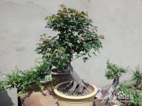 三角枫盆景怎么上盆