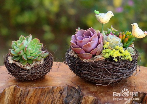 叶子变成珍珠粒，养多肉时如何让它“胖”起来？