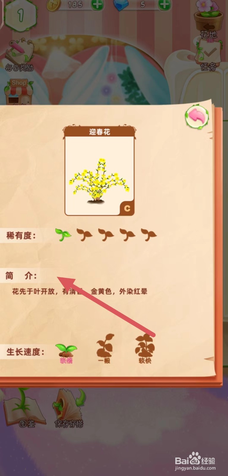 花花姑娘之魔法花园怎么查看迎春花的【简介】