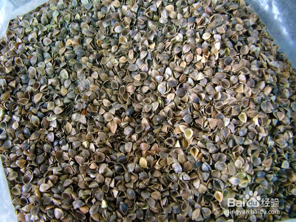 乔麦的功效与作用及食用方法