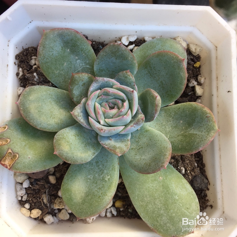 多肉被鸟啄了之后怎么处理