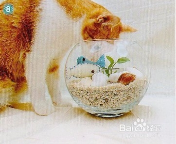 简单的小鱼(缸)DIY教程