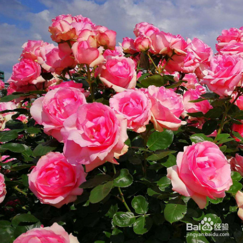 玫瑰花的传播方法