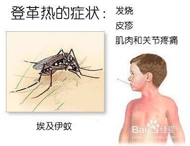 登革热的症状有哪些