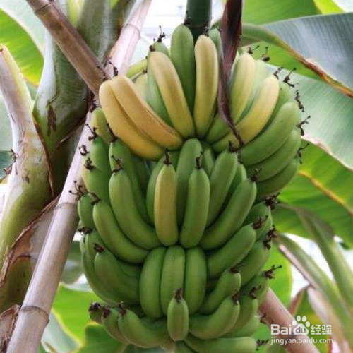 香蕉树的种植方法和注意事项